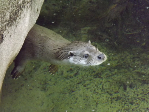 Eurasian otter on the surface of the water, swimming toward the right from under a stone, with the forepaws visible, against a sandy substrate with vegetation top right.  Copyright Elodie Rey. 