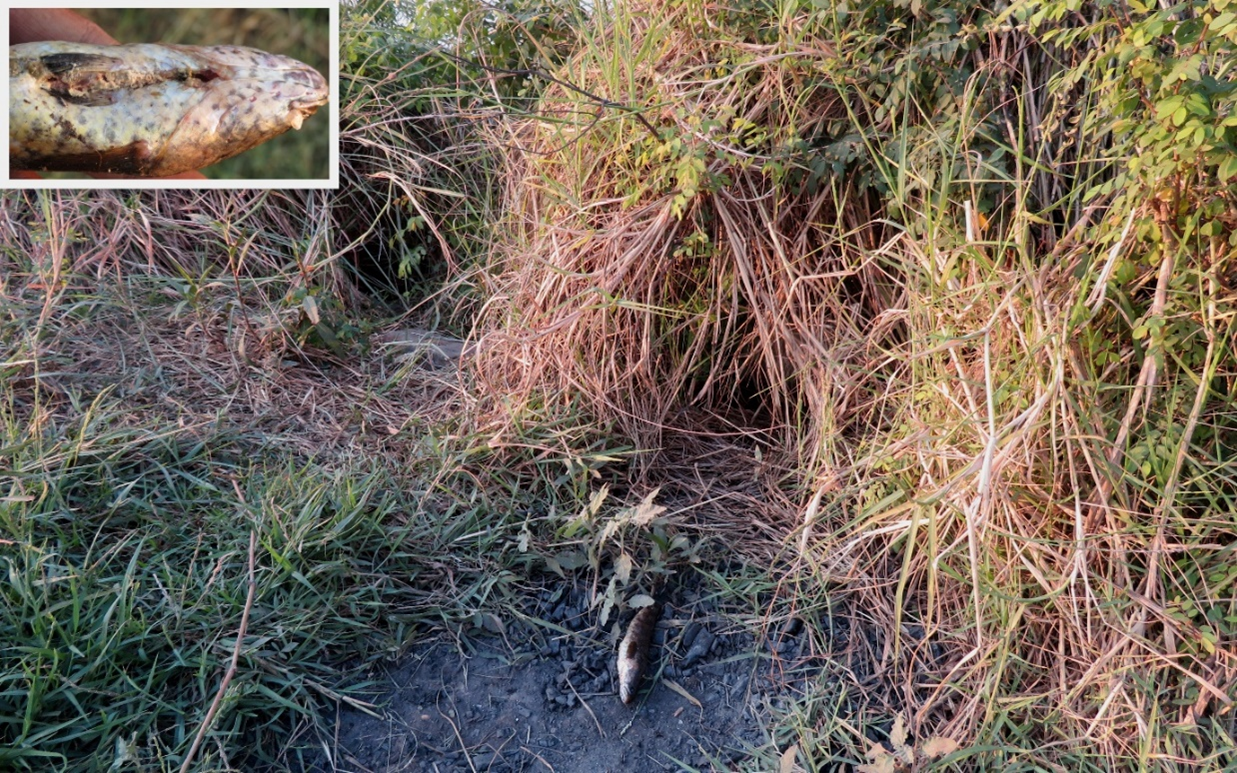 Long grass and bushes with a trampled path through it.  A dead fish is laid in the middle of the path.  Inset is a close up of the head of the fish