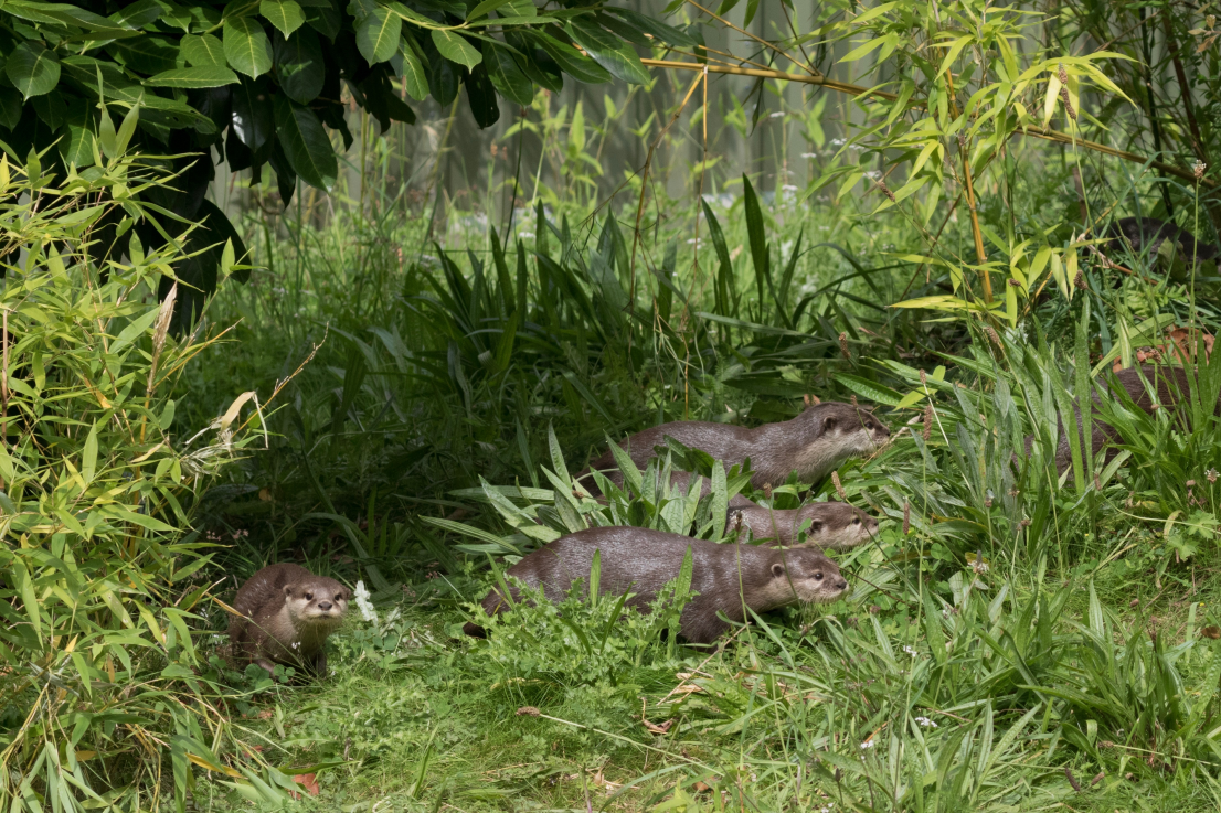 Trees with dense undergrowth. Four small otters are in a semicircle gazing outward.  One is looking straight at the camera.  Copyright Carol Bennetto