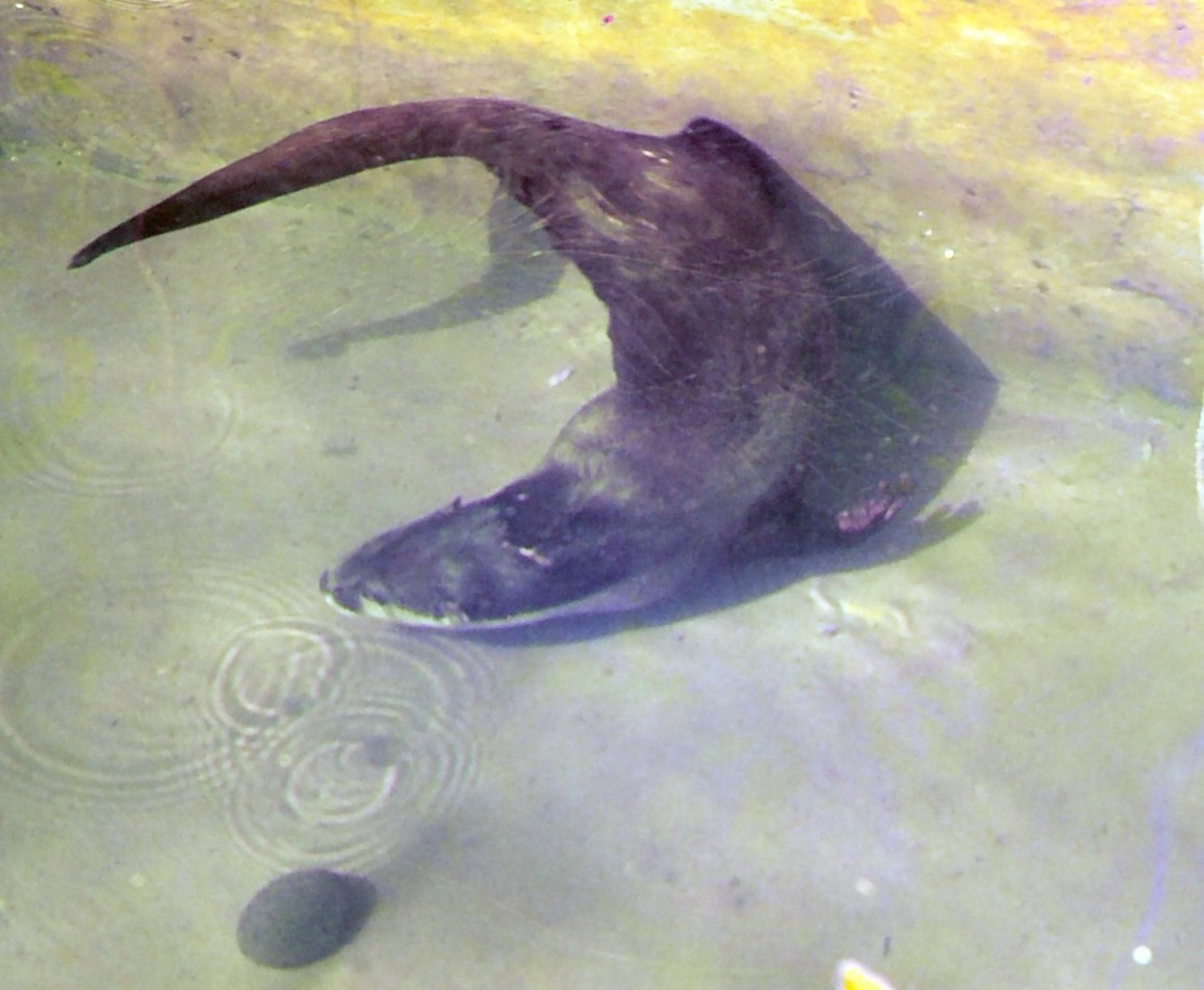 Clear water with a wall at the far side.  A round dark pebble is lower left.  An otter is turning in the water, kicking off the wall, towards the pebble.  Copyright David Rowe-Rowe