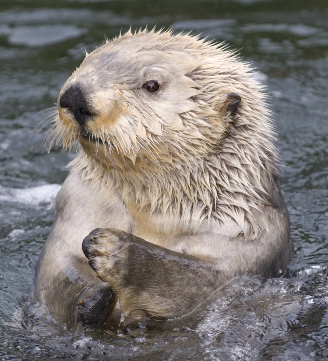 Sea otter upright in the water, looking left, with one paw raised out of the water.  Copyright Nicole Duplaix