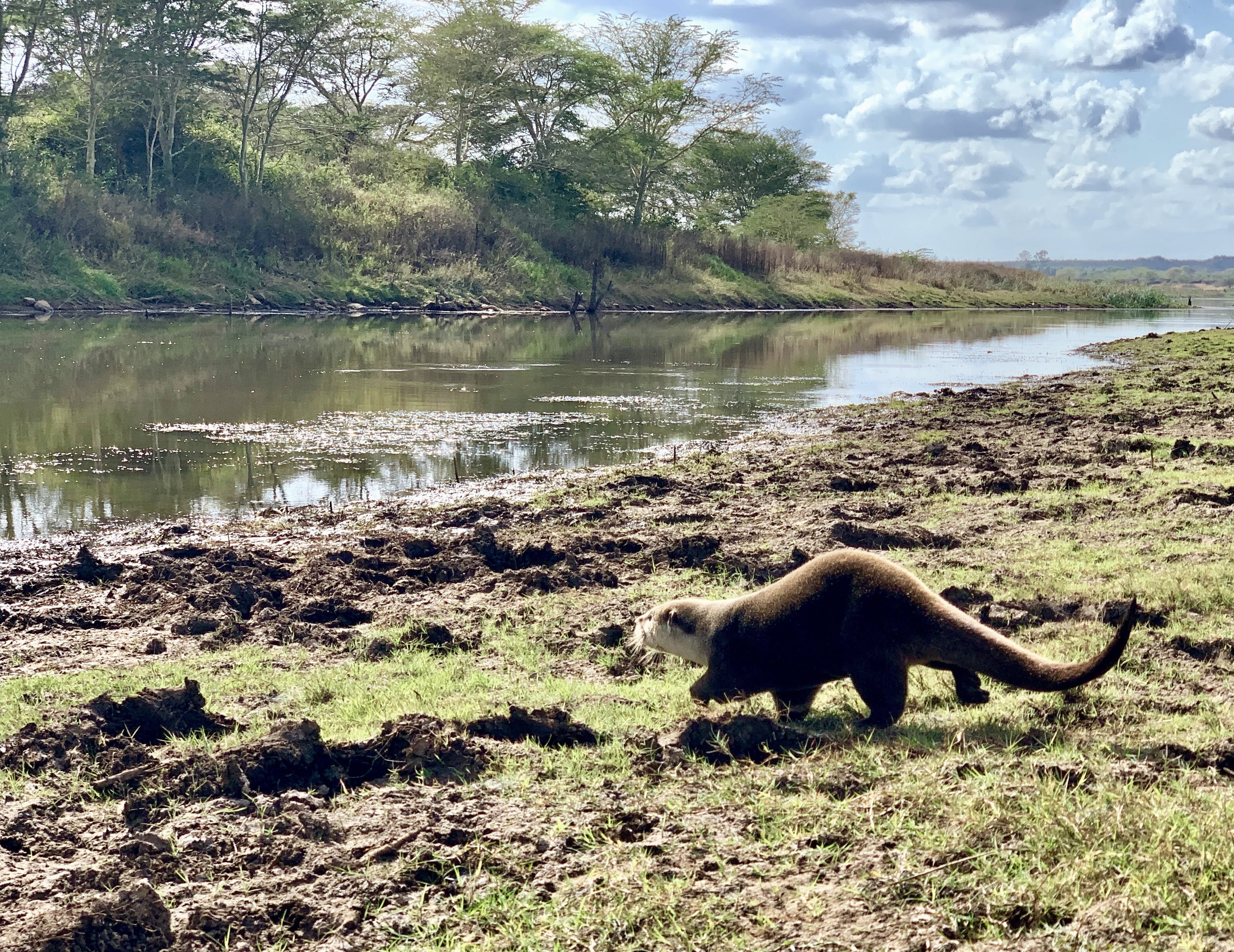 Wide, calm river running across the picture. The far bank is sloping with long grass, shrubs and some trees. The near bank is grass and mud, trampled by some large animal.  An African Clawless Otter is walking towards the river from bottom right, with one paw raised. Copyright Collette Tracy. 