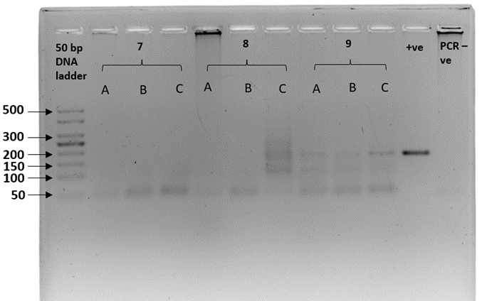 Gel electrophoresis plate described in caption 