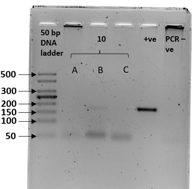 Gel electrophoresis plate described in caption 