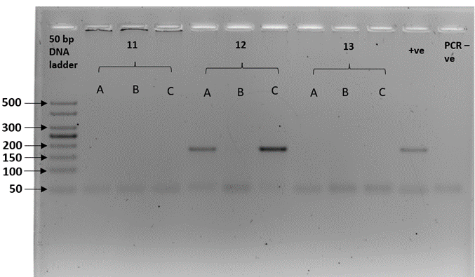 Gel electrophoresis plate described in caption 