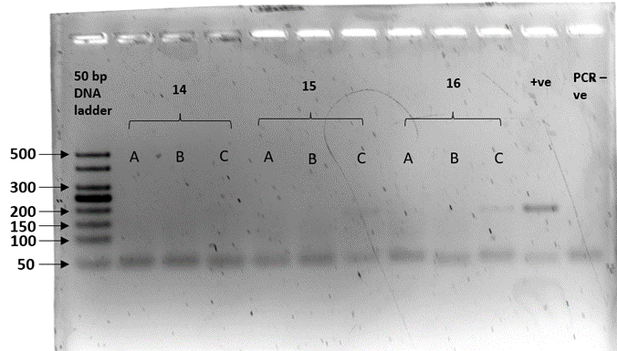 Gel electrophoresis plate described in caption 