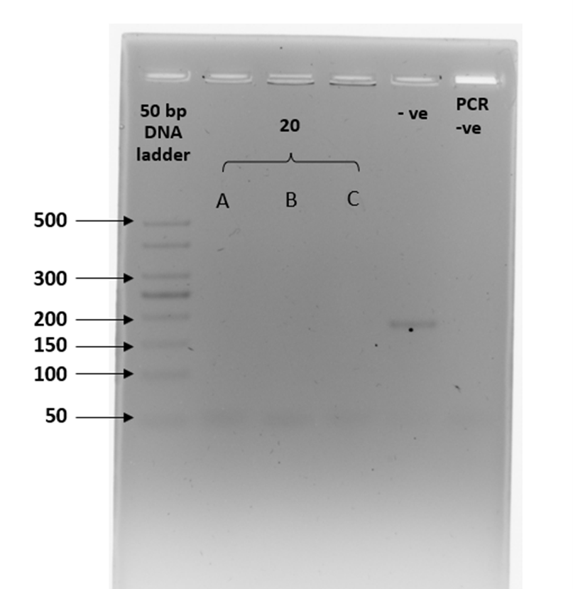 Gel electrophoresis plate described in caption 