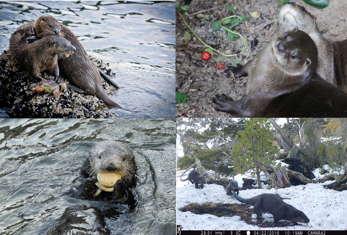 Cover photos of each of the four species covered.