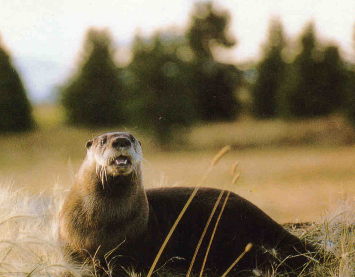 Grassy meadow with coniferous trees in the background.  In the foreground, a North American River Otter is lying on the ground, tail to the right, with its head raised and mouth somewhat open, looking directly at the camera.. Copyright Cochrane Ecological Institute