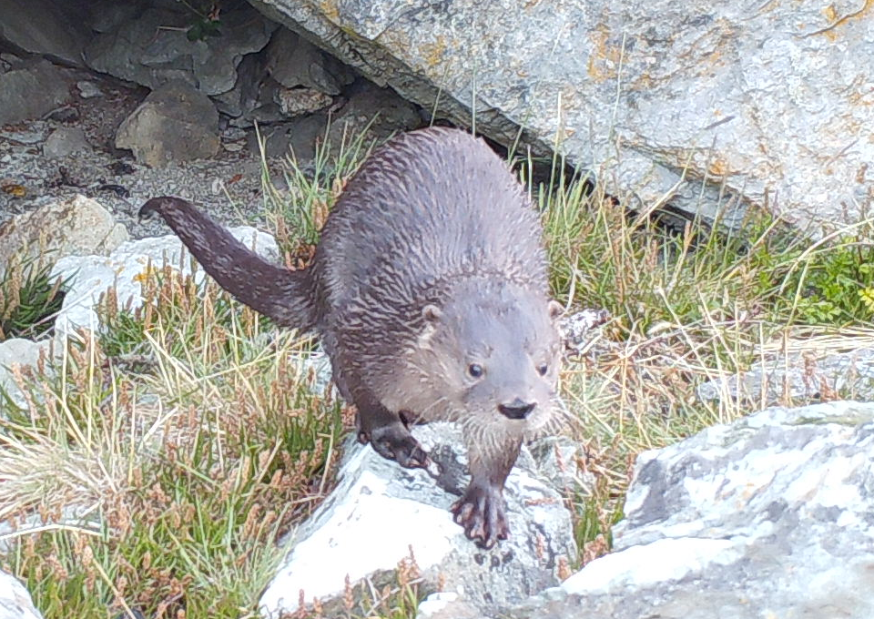 An otter emerging from a crevice under a rock, onto large stones interspersed with tussocks of grass.  The otter is coming towards us, facing the camera, with both its front paws on a large stone. Copyright Sergio Anselmino