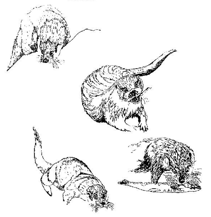 Four line drawings of otters. Top left, looking over rocks.  Centre, facing us, chewing on a fish.  Bottom left, running towards us. Bottom right, eating a large fish.